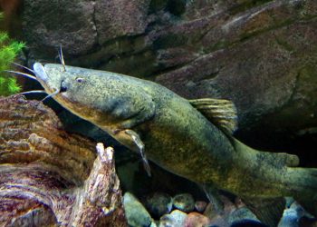 Georgia biologists ask anglers to avoid moving or releasing flathead catfish into waterbodies where they aren’t typically found.
