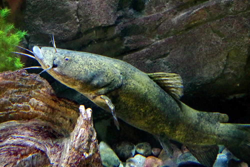 Georgia biologists ask anglers to avoid moving or releasing flathead catfish into waterbodies where they aren’t typically found.