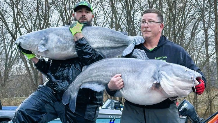 Intermediate, catfish, catfishing, blue catfish, flathead catfish, channel catfish, tournament, Ricky Eislet, Virgil Hardin, Willy Sylvester, Brad Bex, Ohio River, Rod Rippin’ Catfish Trail