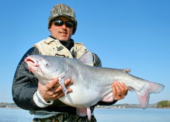 Guide Rodger Taylor said the Catawba Chain of catfish are fat because of the excellent shad forage base in the lakes.