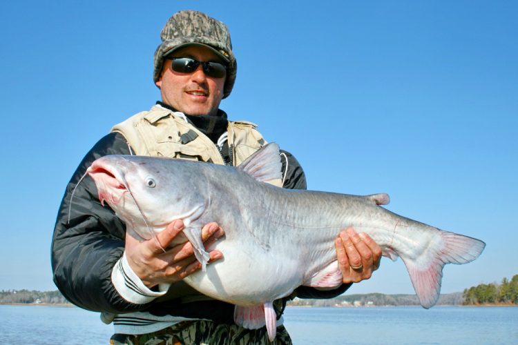 Guide Rodger Taylor said the Catawba Chain of catfish are fat because of the excellent shad forage base in the lakes.
