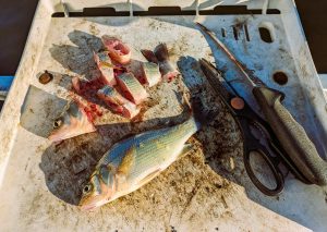 Catfish feast on the abundant white perch population at Lake Murray and one perch makes multiple baits for Attaway during cold weather (Photo Terry Madewell)