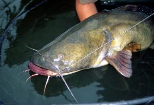 Big flatheads like this are common catches in 36,700-acre Lake Tawakoni just east of Dallas.