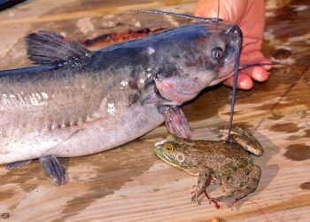 Few baits work better than frogs when targeting trophy channel cats. Go out on rainy spring nights, catch some by hand and store in a wet sock or cooler. Leopard, or grass, frogs are among those most often used by catfish anglers.