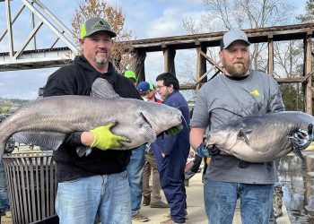 intermediate, catfish, catfishing, Neely Henry, Alabama, Nathan Trammell, Jonathan Batton, Coosa River Bottom Feeders, Cody Chambers, Alabama Catfish Series, Marshall Hughey, Chad Mayfield, Matt Brewster, Casey Jones, Herbie Saade, Jeff Helms
