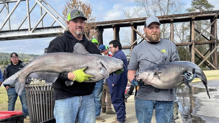 intermediate, catfish, catfishing, Neely Henry, Alabama, Nathan Trammell, Jonathan Batton, Coosa River Bottom Feeders, Cody Chambers, Alabama Catfish Series, Marshall Hughey, Chad Mayfield, Matt Brewster, Casey Jones, Herbie Saade, Jeff Helms