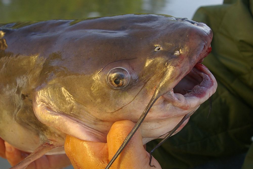 Catfish Basics #166—Understanding Catfish Senses with Keith “Catfish” Sutton