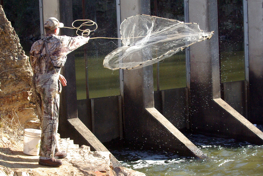 Learning to throw a cast net can give catfish anglers a leg up on catching fresh baitfish to entice their quarry.