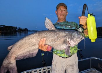 Guide Rodger Taylor said having a plan for night fishing helps him put big catfish in the boat. This one bit on the first set-up before he got all his rigs set.