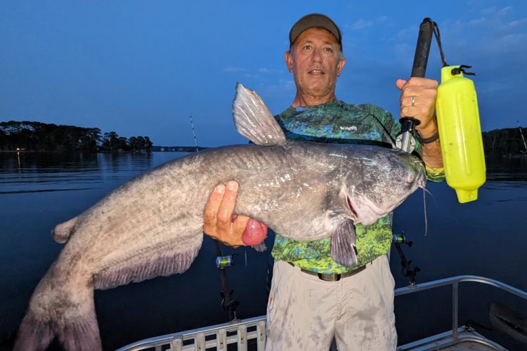 Guide Rodger Taylor said having a plan for night fishing helps him put big catfish in the boat. This one bit on the first set-up before he got all his rigs set.