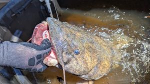 A 20-pound-plus flathead awaits release after being the subject of several photos during the CatfishNOW media camp. While not common, big flatheads and blues do swim in Ross Barnett, providing exciting action for savvy catfish anglers who know how to find and catch them.