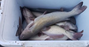 When Don Coffee drifts the flats on Kansas reservoirs, he often ends up with channel catfish in the livewell. (courtesy of Don Coffee)