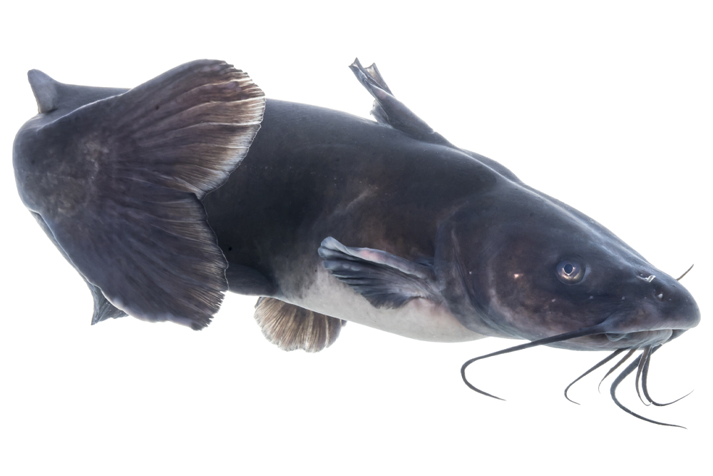 Catfish Basics #169—Getting to Know Channel Catfish by Keith Sutton