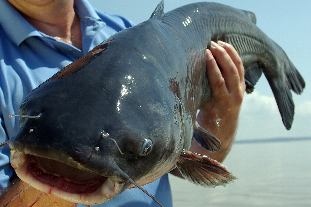 KDWP Commissioners Approve New Blue Catfish Regulation Source: Kansas Dept. of Wildlife and Parks