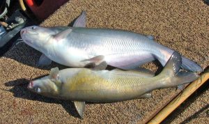 Capt. Richard Simms guides for catfish on the Tennessee River. He says on that river, the different color is almost always a dead giveaway of which species his clients have caught (top, blue catfish – bottom, channel catfish). Simms says, however, there are times, especially with larger channel cats, that the color can be surprisingly similar to a blue.