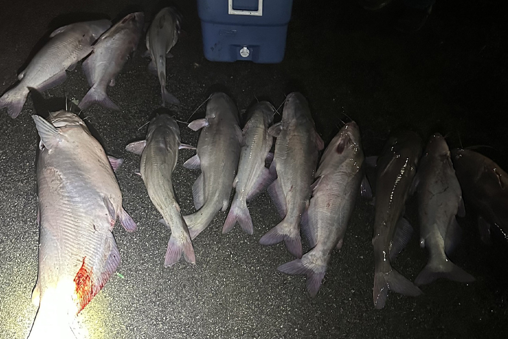 Cracking Down on Catfish Trafficking Source: Kentucky Fish and Wildlife Law Enforcement