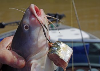 A big chunk of fresh skipjack herring or shad is hard to beat for winter catfish bait.