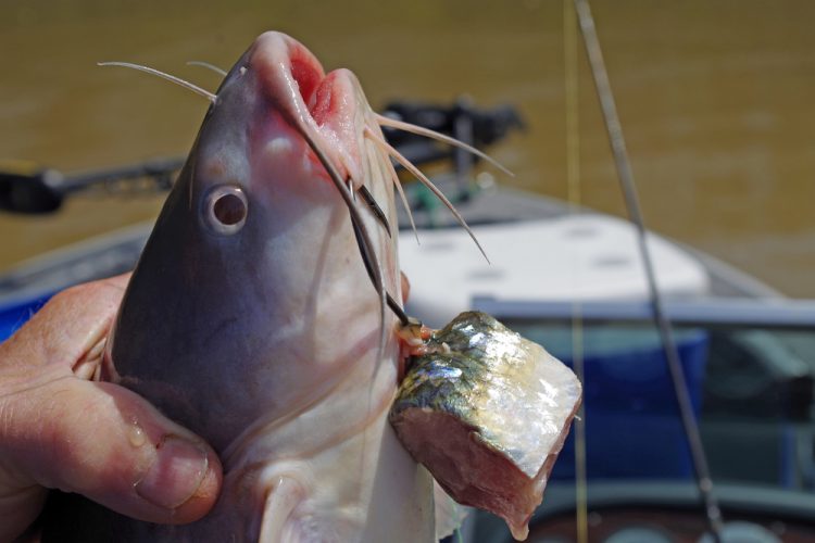 A big chunk of fresh skipjack herring or shad is hard to beat for winter catfish bait.