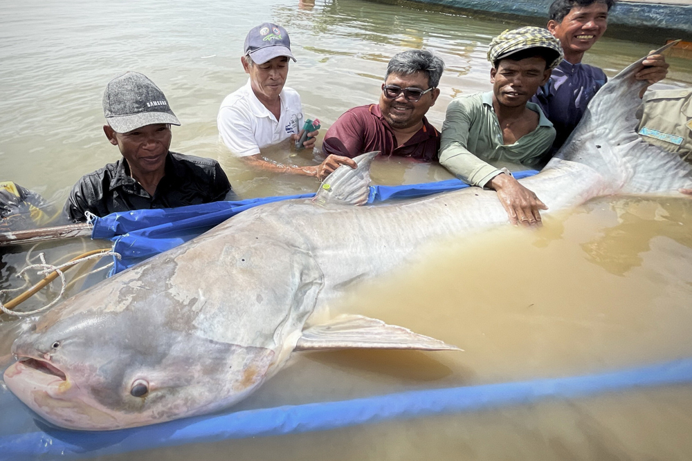 New Hope for Mekong Giant Catfish