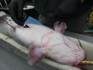 (credit: Ohio Division of Wildlife) Transmitter being surgically implanted into a blue catfish to study its migration patterns. 