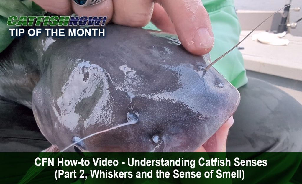 CFN How-to Video with Keith “Catfish” Sutton