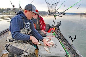 Part of Marc Cooper’s income is as a licensed bait dealer, capturing skipjack, gizzard shad and other baitfish to sell to other catfish anglers who may not have the time or knowledge to catch bait on their own. A side benefit, of course, is that he is never without available bait for his own catfishing adventures.