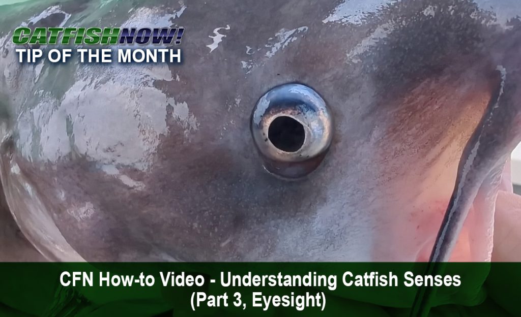 CFN How-to Video with Keith “Catfish” Sutton