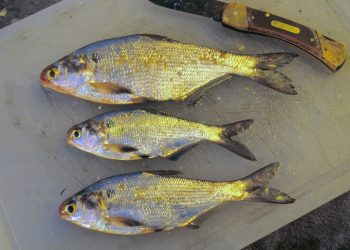 5 Top Natural Baits for April Catfish Story and photos by Keith “Catfish” Sutton