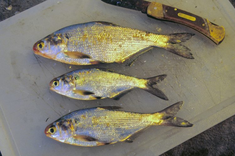 5 Top Natural Baits for April Catfish Story and photos by Keith “Catfish” Sutton