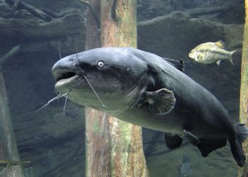 Big Blues and BBQs By Anietra Hamper