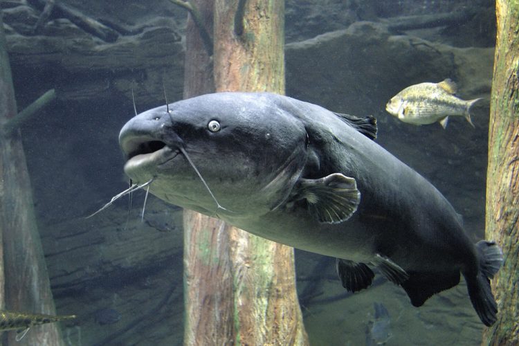 Big Blues and BBQs By Anietra Hamper