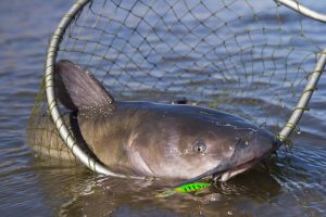 Jumbo catfish are a common catch in many lakes and streams easily accessible from Interstate 40.