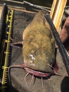 A big flathead ready for work-up. After biological information is collected, the fish is released. (Photo courtesy of Indiana DNR)