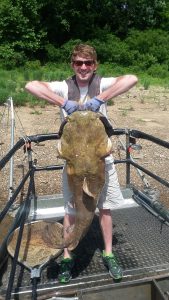 A flathead catfish caught by Kentucky fisheries crews while electrofishing in the Cannelton Pool of the Ohio River. Although it appears easy, catfish are some of the most difficult species to survey using electrofishing due to their resistance to certain electrical pulse rates. (Photo courtesy of Kentucky DFWR)