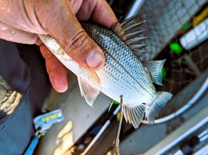 Miller hooks live bait, such as white perch, in the belly because he believes it provides better bait action while improving the hooksets.