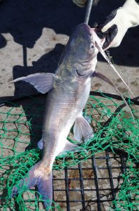 The sailcat, or gafftopsail catfish, is a frequent catch for Gulf anglers. It is slimy, spiny and often tossed back, but inside it lie bones that sparked the story of the Crucifix Fish.