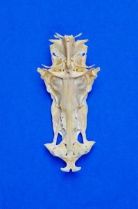 Looking at these bones from the back of a sailcat, one can see the raised image of an upright cross and, at the bottom, the image of a sword pointing upward. The lowermost bones form the sword’s hilt, with the tip of the blade piercing the midrib like it might have pierced Jesus’ side.