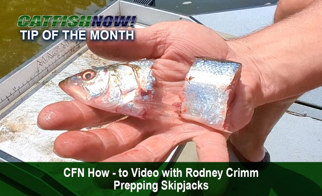 CFN How-to Video with Rodney Crimm—Prepping Skipjacks