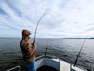 Hooking a big catfish in open water along humps, ledges and channels is common when forage is present.