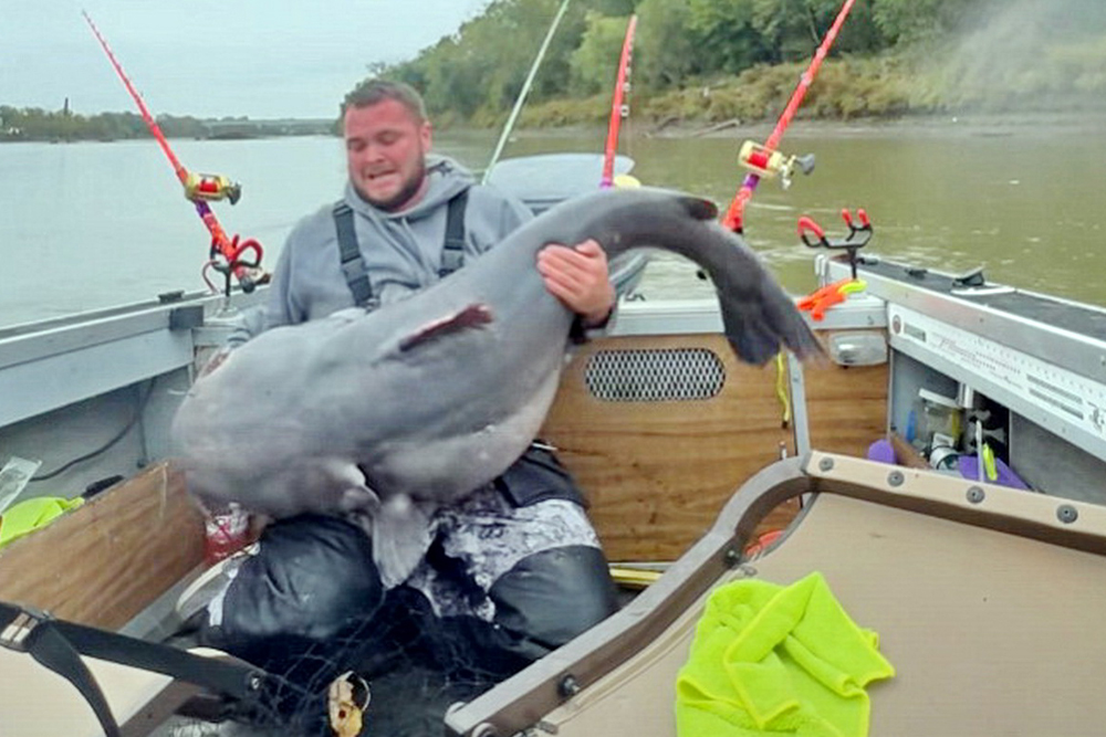 Kansas Angler Releases Potential World-Record Blue Cat By Keith “Catfish” Sutton