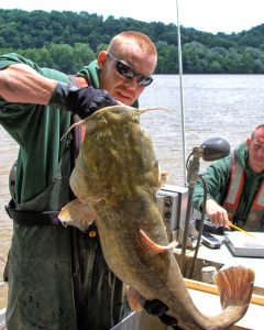 A fisheries management team member for the Ohio Division of Wildlife shows a catfish caught during its population surveys.
