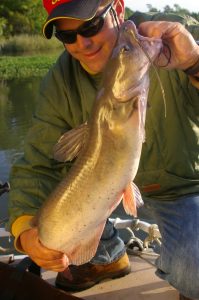 Small black spots on the sides identify the channel cat regardless of where it is caught. Some older specimens may lack these spots, however.