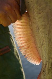 Channel cats have a rounded anal fin with 24 to 29 rays.