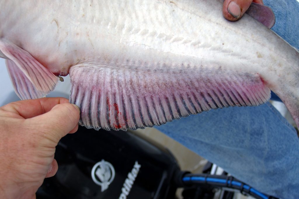 Catfish Basics: Telling Blue Cats from Channel Cats Story and photos by Keith “Catfish” Sutton