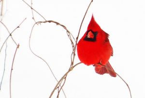 Winter is a superb time to take children bird-watching outdoors. Colorful birds like this cardinal are easily seen this season.
