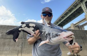 Avid catfish angler Bob Britt caught this incredible-looking piebald blue cat in 2024. Photo courtesy of Bob Britt