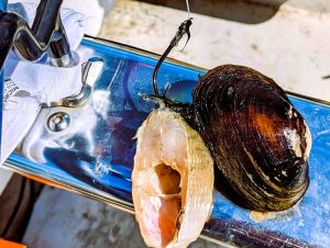When mussels attach to your rig at Santee Cooper, you're probably fishing where catfish are feeding. Get that bait back in the water.