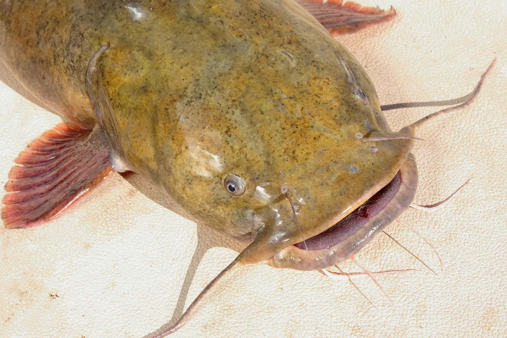 River Rumors: One Catfish, Three Decades of History Story and photo by Keith “Catfish” Sutton