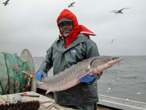U.S. Fish and Wildlife Service biologist Albert Spells holds an Atlantic sturgeon caught in the Chesapeake Bay. Experts worry that populations of these native giants may be hurt by growing numbers of blue catfish, which use similar habitats