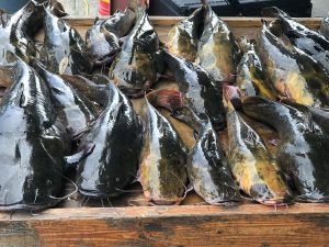 These flathead catfish are ready for examination and collection of biological data.